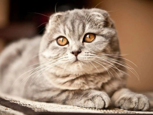 Шотландская вислоухая кошка