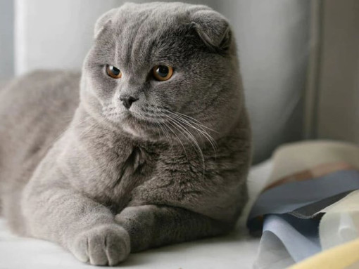 Шотландская вислоухая кошка