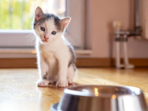 Чем нельзя кормить котенка