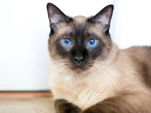 Сиамская кошка
