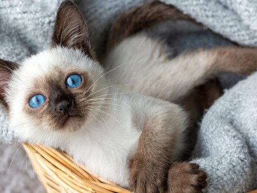 Сиамская кошка