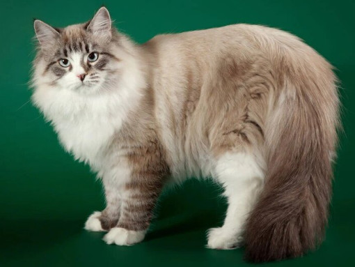 Сибирская кошка