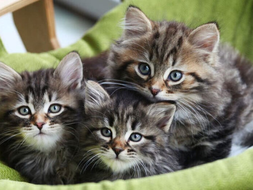 Сибирская кошка