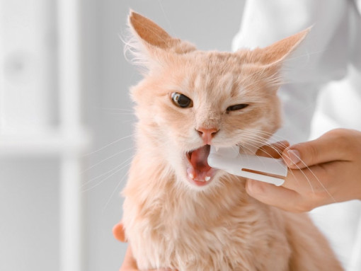 рыжему коту чистят зубы