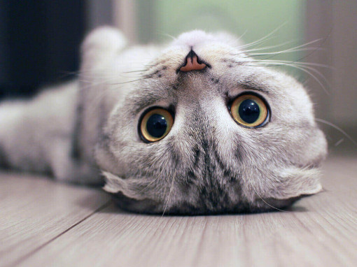 котик лежит на спине и смотрит в камеру