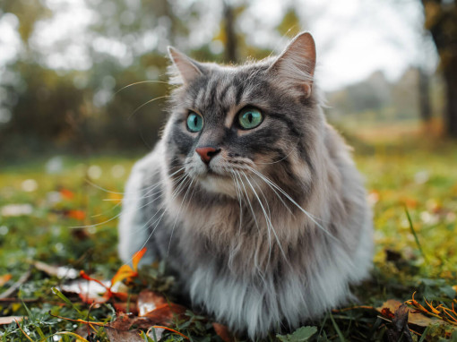 кошка сидит в листве на улице