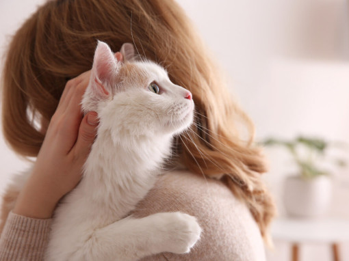 кошка на плече у девочки