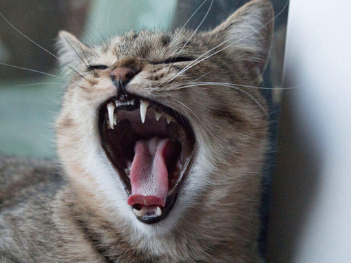 кот зевает