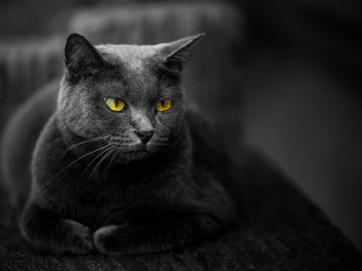Легенды про черных котов