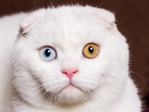 шотландская кошка