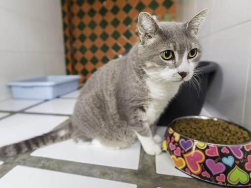 котик рядом с миской с кормом