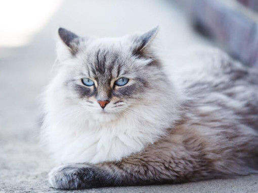 невская кошка лежит на улице