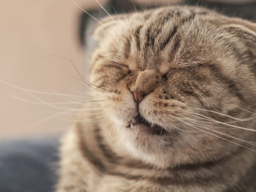 котик жмурится