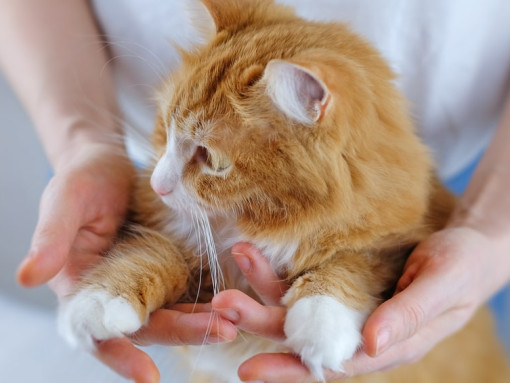 рыжего кота держат за передние лапки