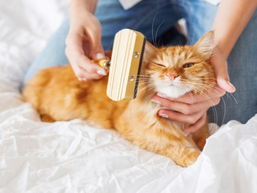рыжего кота вычесывают