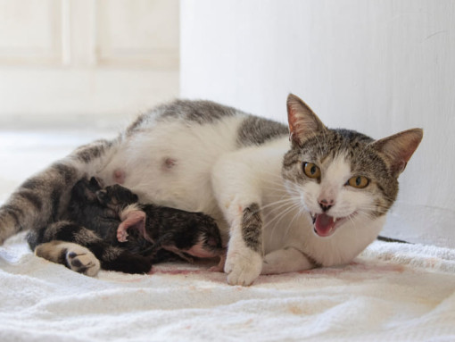 мама кошка кормит котят