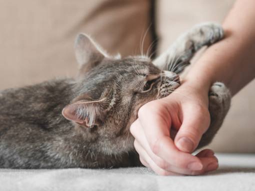 кошка кусает руку