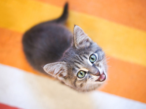 Что означает мяуканье кошки для котенка