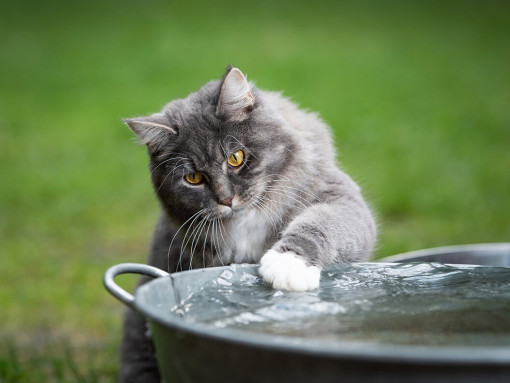 кошка играет с водой