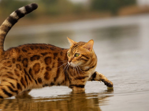 кошка лапками в воде