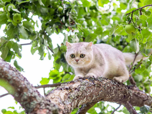 кошка на ветке дерева
