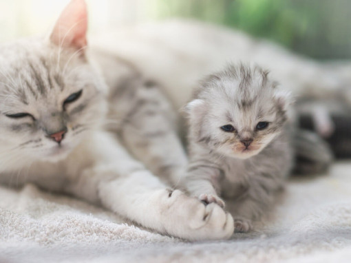 кошка и котенок