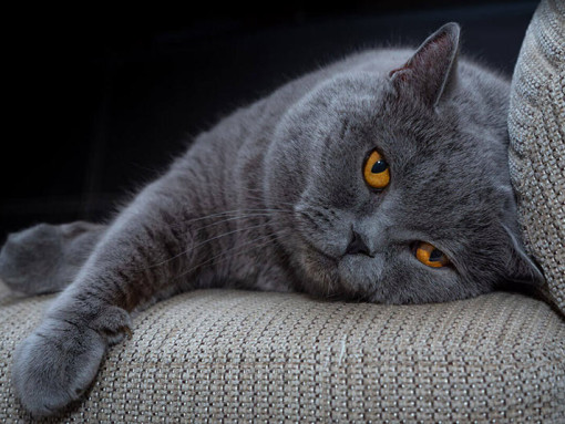 кошка лежит на диване