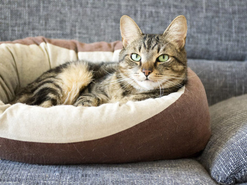 кот в лежанке