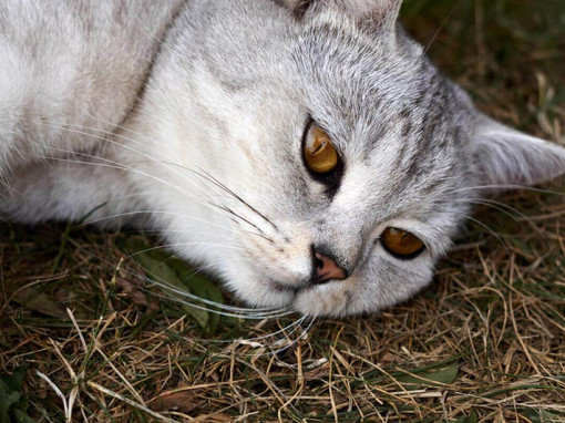 кошка лежит на траве