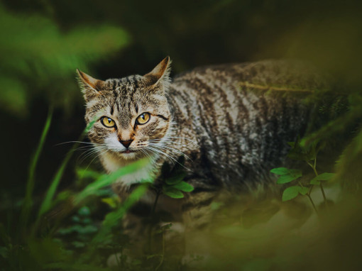кошка в листве