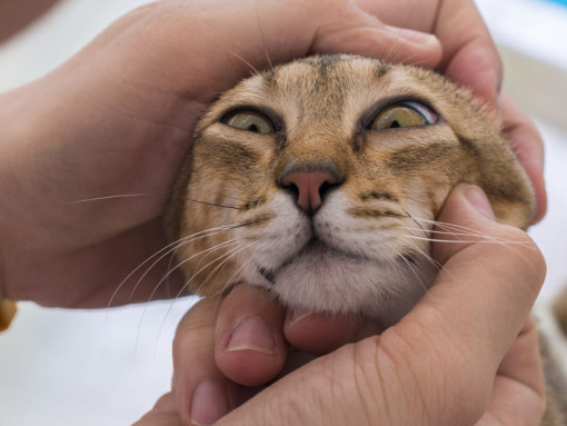 мордочка кота в руках