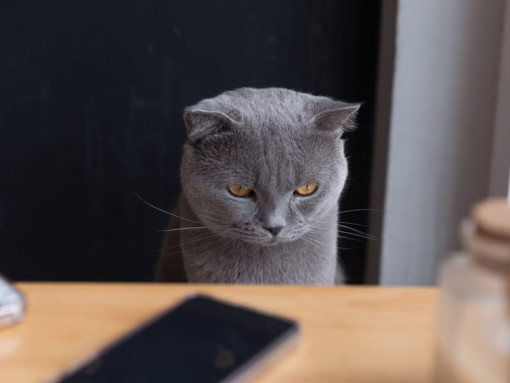 кошка сидит за столом