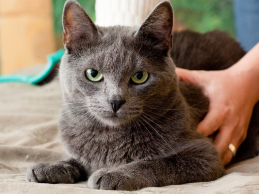 кошка лежит