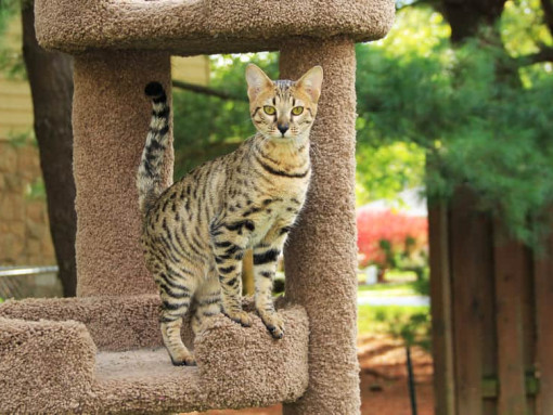 кошка саванна на игровом комплексе