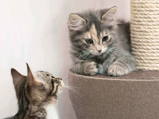 котенок смотрит на другого
