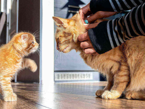 котенок смотрит на кота