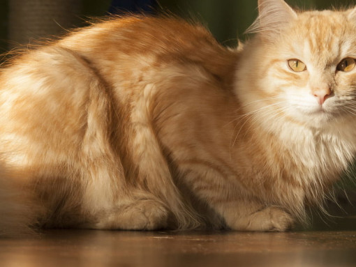 Сибирская кошка