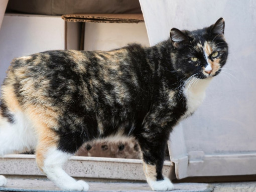 Мэнкская кошка