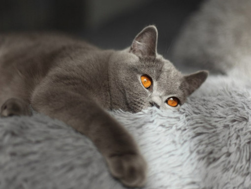 Британская короткошерстная кошка