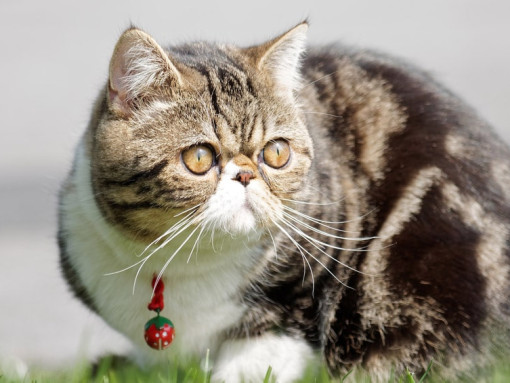 Экзотическая кошка