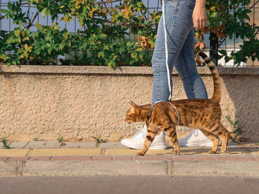 бенгальский кот на прогулке в шлейке