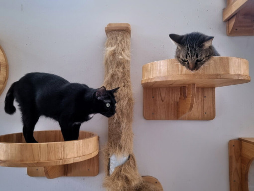 кошки на игровой стенке