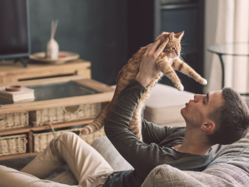 котика приподнял хозяин