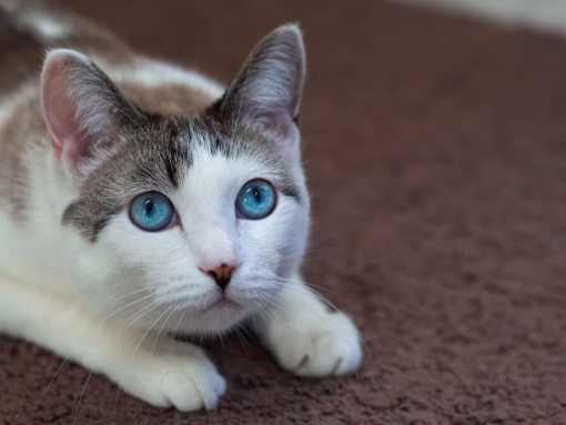 кошка припала на лапы