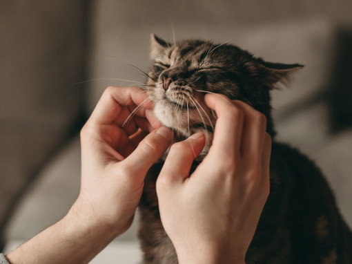 Коту чешут щечки