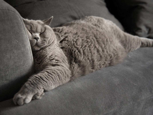 Кошка спит