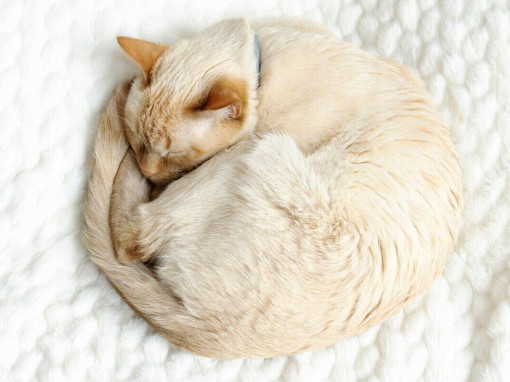 Светлая кошка спит, свернувшись в клубок