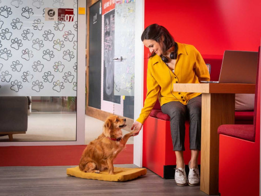 Dog-friendly офис: на работу с небольшой собакой