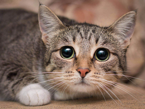 кот припал на лапки