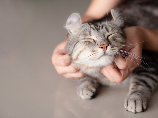 кошке чешут шею